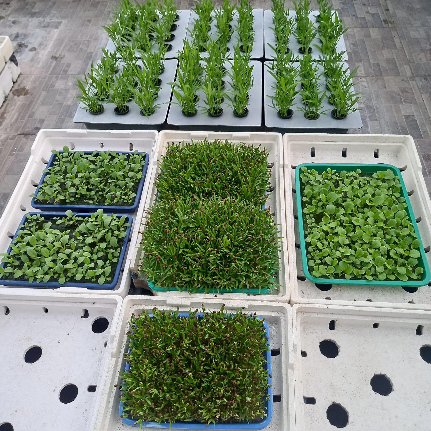 Seedling 1